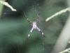 Argiope keyserlingi